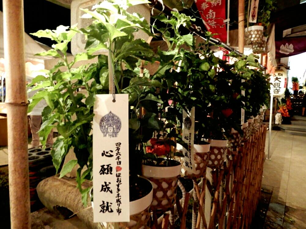 お出かけ先の画像 by High Rollerさん | お出かけ先とホオズキと和風ティストと植中毒と散歩道と谷根千エリアとお散歩