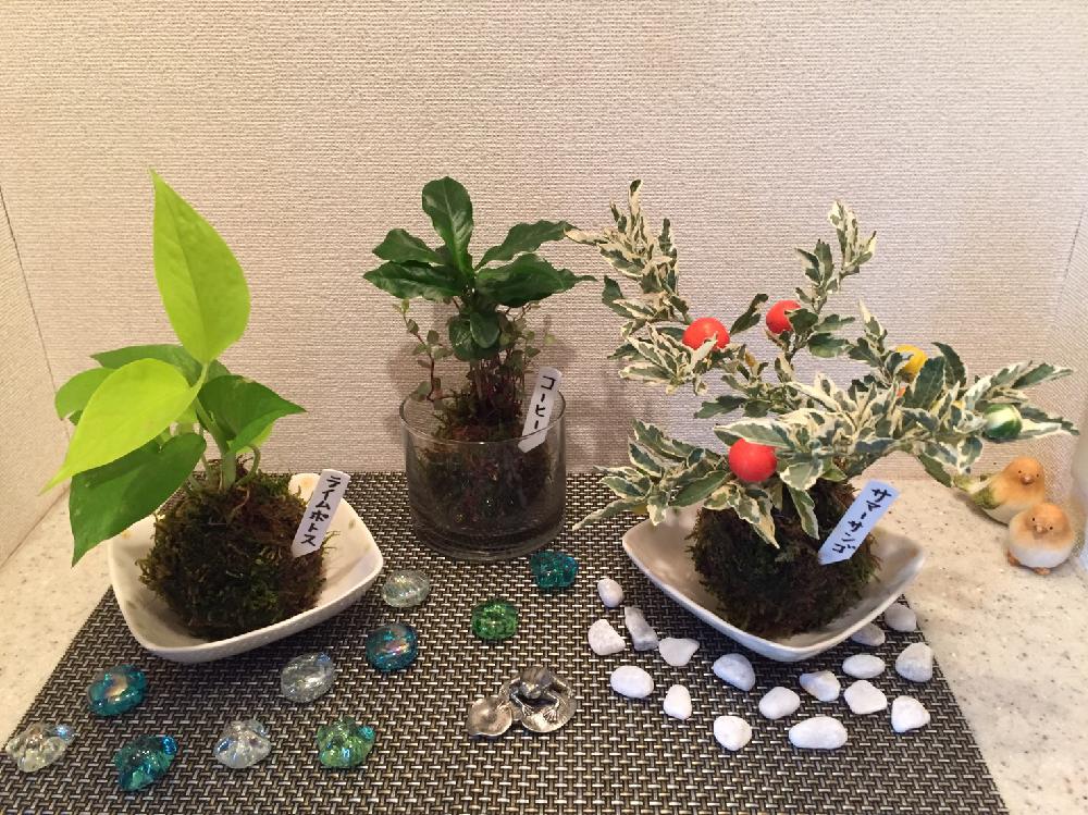 部屋の画像 by 雪ダルマさん | 部屋と苔玉さんとハイゴケと♯ハイゴケと観葉植物と苔 (コケ)とグリーンインテリアと梅雨に負けないと植中毒とコケ植物と コケと夏インテリアとコケリウムと苔ラーとインテリアグリーン