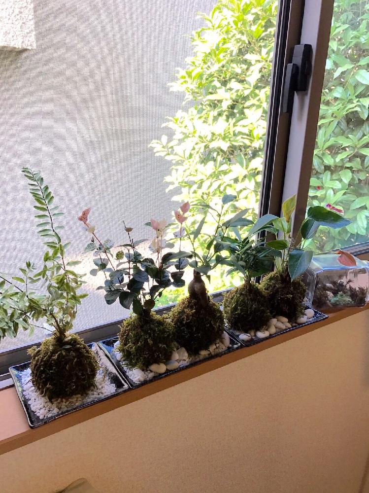 部屋の画像 by 雪ダルマさん | 部屋と苔玉さんとハイゴケと♯ハイゴケと観葉植物と苔 (コケ)とグリーンインテリアと梅雨に負けないと植中毒とコケ植物と コケと夏インテリアとコケリウムとタニラーと苔ラーとインテリアグリーン