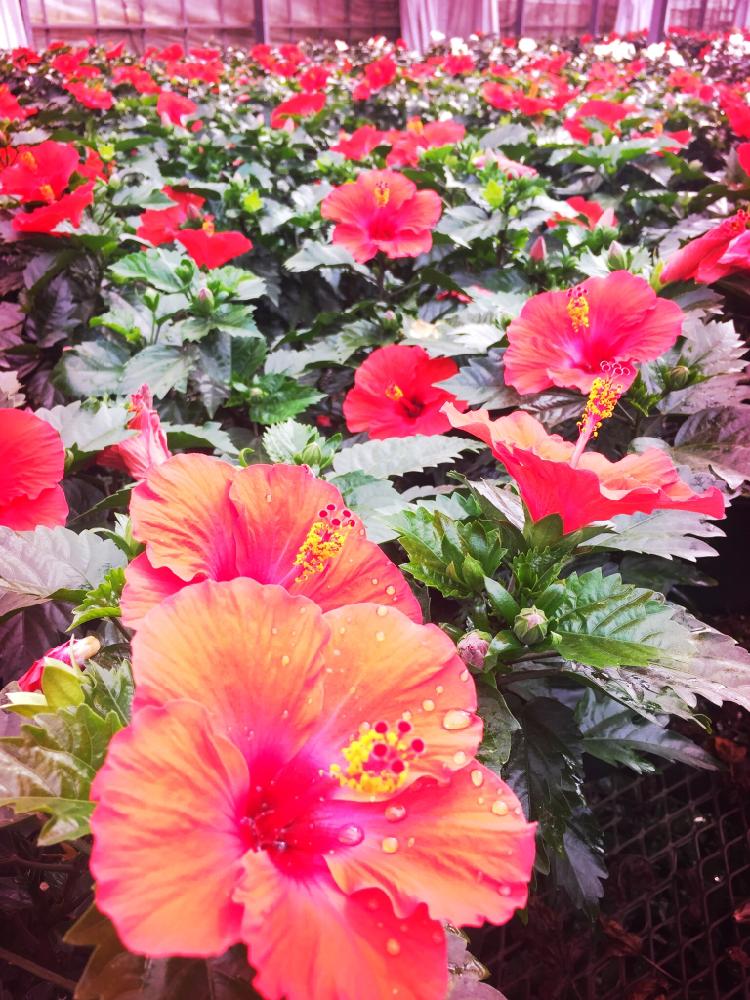お出かけ先の画像 by haaanay_1013さん | お出かけ先と熊本と街なみと夏の花と花のある暮らしと大分と花のある街