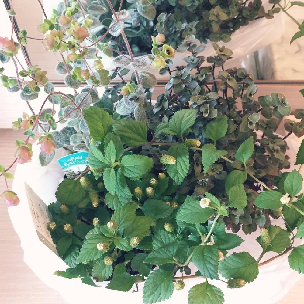 お出かけ先の画像 by ごっちさん | お出かけ先とカリシア属と植中毒とハーブとリッピア メキシカンスイートハーブと花のある暮らしと草津園芸とオレガノディクタムナス