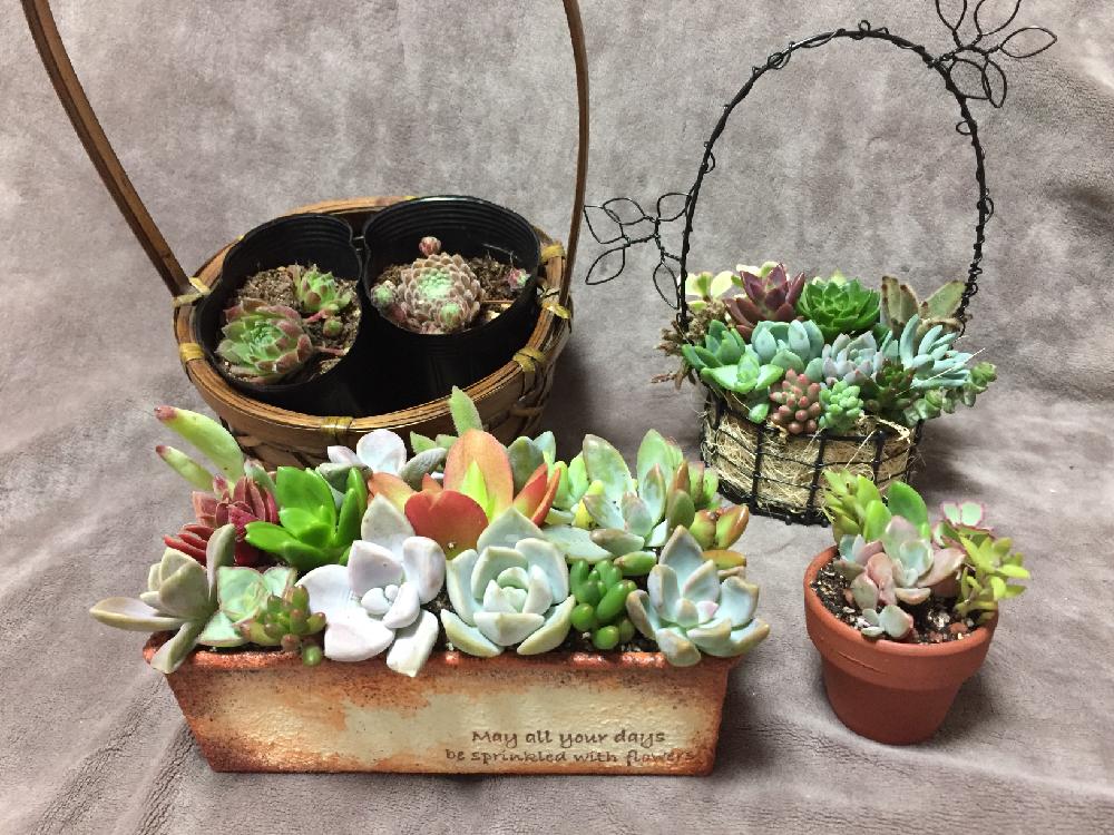 部屋の画像 by みきまるむしさん | 部屋と多肉植物とリメ缶とカット苗とセンペルビブムとBLUE LEAFと多肉初心者とmayunoさん♡と☻多肉販売会記録