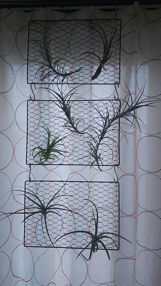 部屋の画像 by まぁ~(*’ω’*)さん | 部屋と植中毒とチランジア ヴァルビシアーノとクロカータ ジャイアントとチランジア ロシーとチランジアエクセルタとエアプランツとエアープランツ/チランジア
