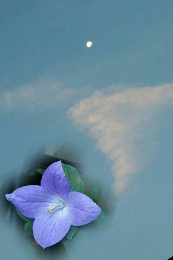 小さな庭の画像 by はちみつ☆さん | 小さな庭と桔梗と青紫の花と月と花と早朝の空と鉢植え
