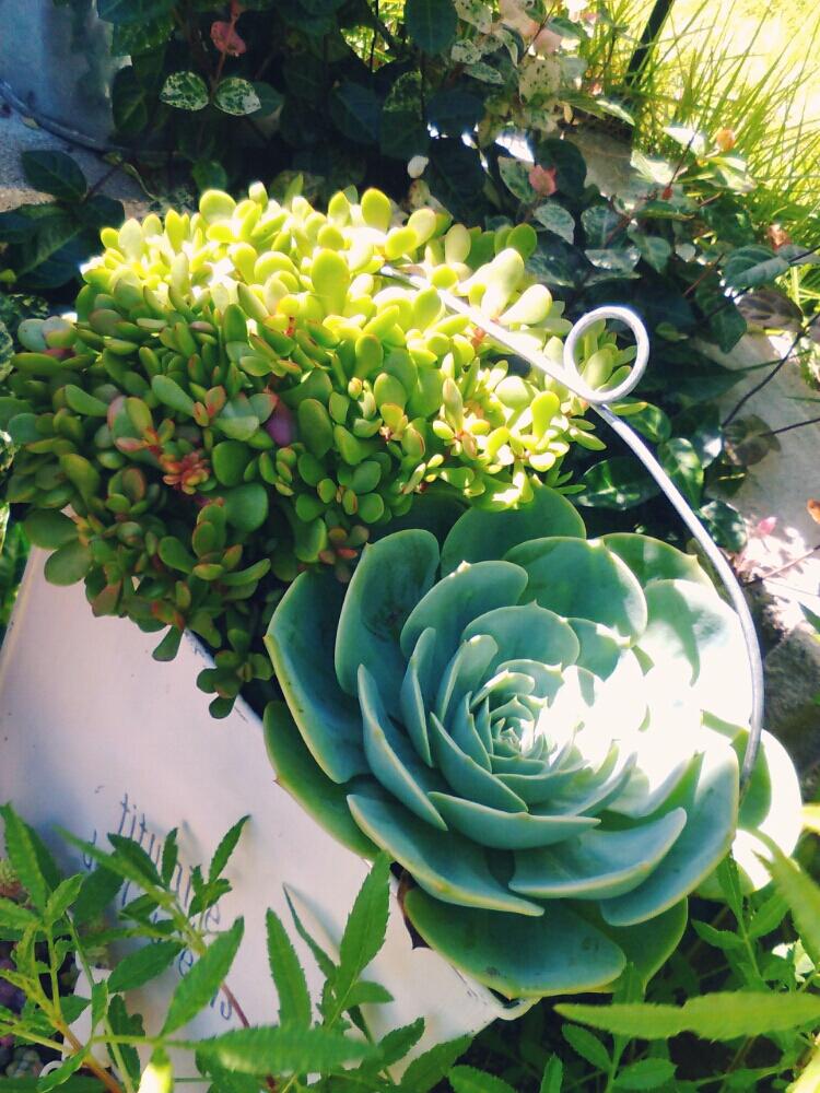 小さな庭の画像 by **tomoさん | 小さな庭と七福神と紅稚児と多肉植物と多肉植物雨ざらしと植中毒と今日の一枚と多肉女子