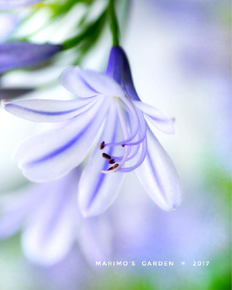 お出かけ先の画像 by マリモさん | お出かけ先とアガパンサスと100万枚記念!とっておきの植物コンテストと梅雨に負けないと青い花と朝の一枚と植中毒と今日の一枚と今日のお花と花のある暮らしと初夏の花木