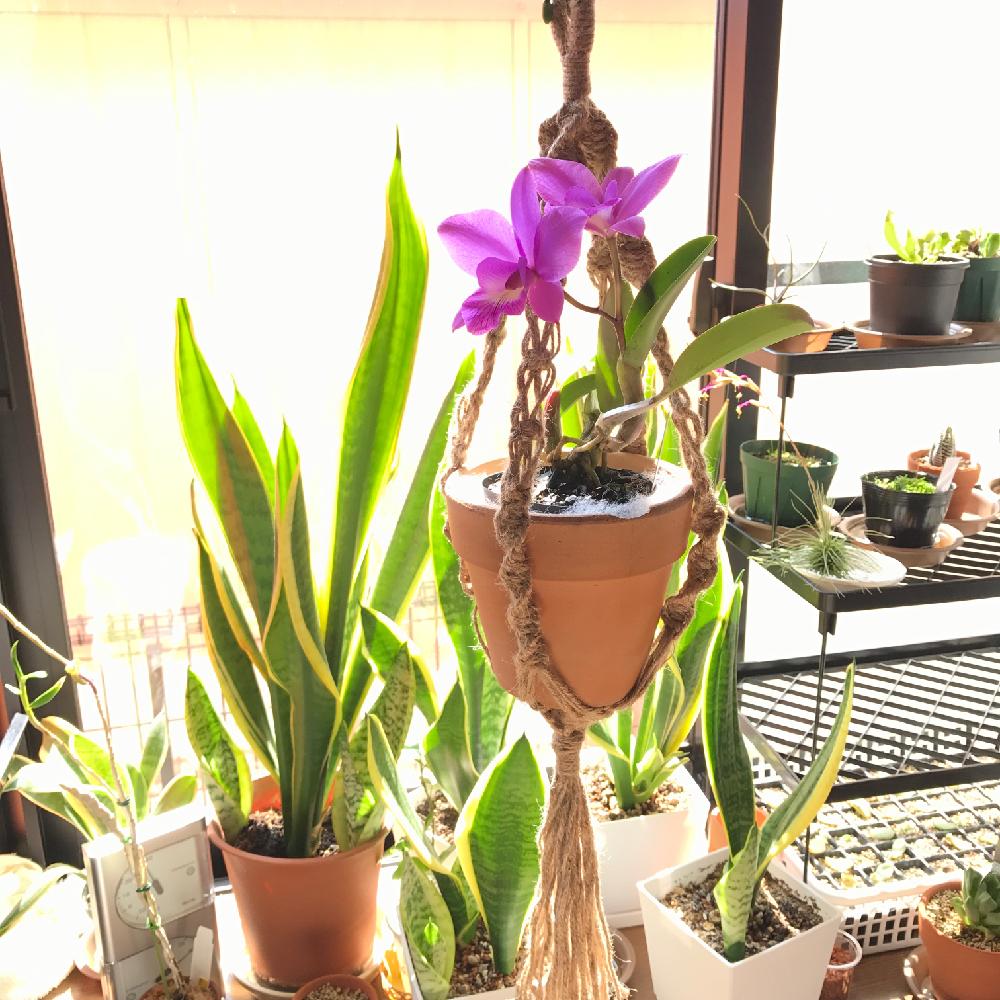 部屋の画像 by guchaさん | 部屋と100万枚記念!とっておきの植物コンテストと梅雨に負けないと花のある暮らしとけさの窓辺
