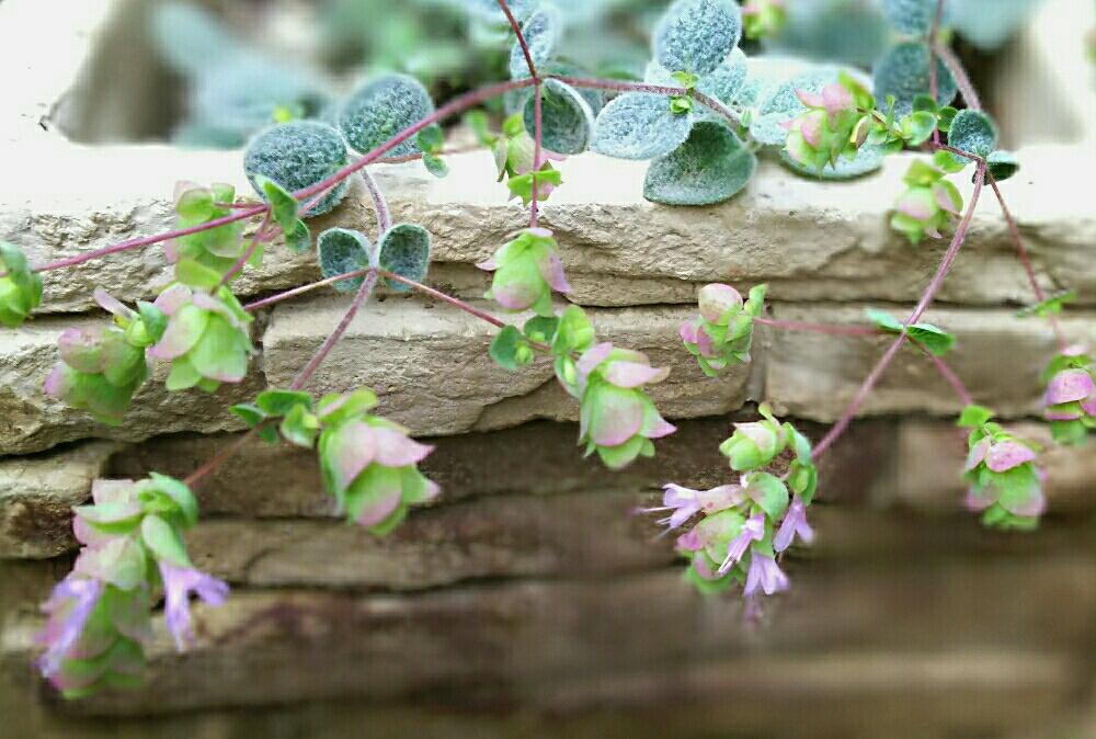 小さな庭の画像 by Beeさん | 小さな庭とオレガノと100万枚記念!とっておきの植物コンテストとオレガノディクタムナスと植中毒とハーブ
