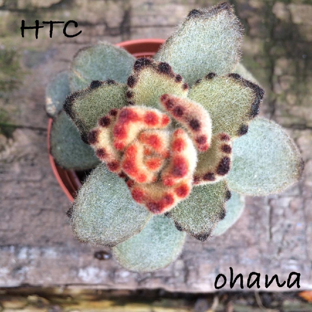 小さな庭の画像 by お花屋さんさん | 小さな庭と多肉植物とHTCとキュンキュン乙女倶楽部ともけもけとうさぎシリーズとキュンキュン乙女倶楽部No.56と植中毒ともけもけ祭りとHTC新入社員No.129とタニラーと可愛いとテディベア 多肉