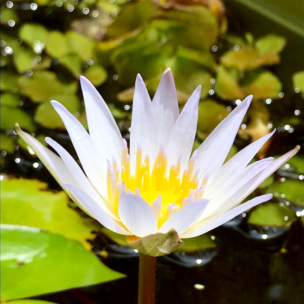 小さな庭の画像 by guchaさん | 小さな庭と100万枚記念!とっておきの植物コンテストと梅雨に負けないと花のある暮らしと今日のお花