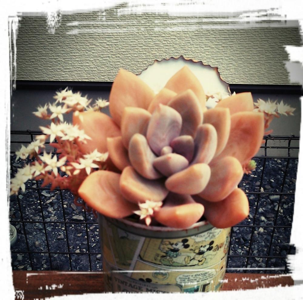 小さな庭の画像 by アナベルさん | 小さな庭と100万枚記念!とっておきの植物コンテストと梅雨に負けないと花のある暮らしと多肉植物