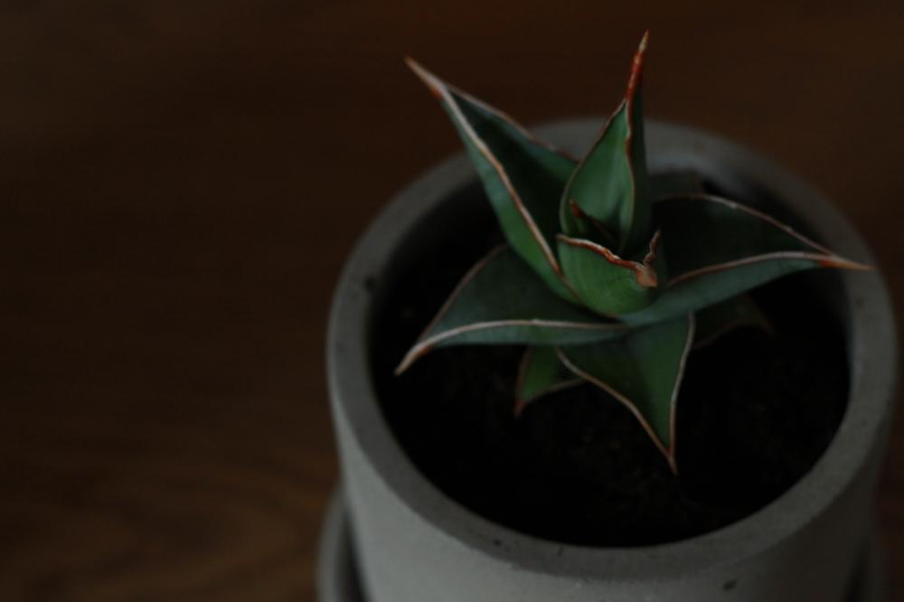 部屋の画像 by ゆちゃさん | 部屋とサンスベリア ピングイキュラと100万枚記念!とっておきの植物コンテストと今日の二枚目と多肉植物とカッコいい