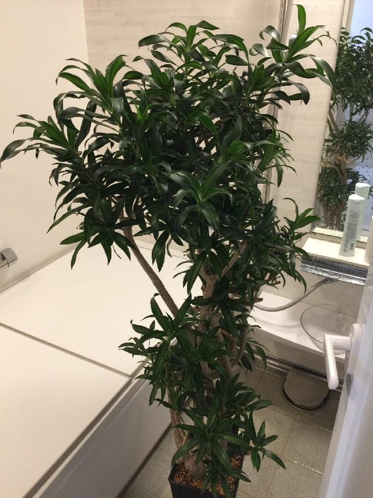 インテリアの画像 by kawatakuさん | インテリアとソングオブジャマイカと植中毒と観葉植物と観葉植物を楽しむとわっさわっさ