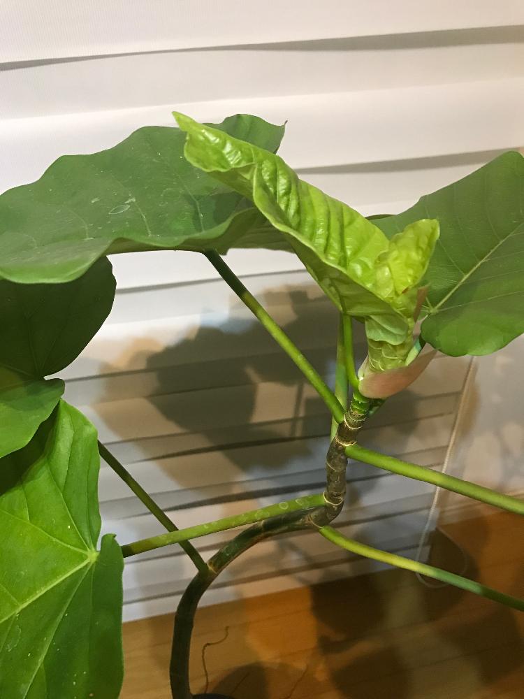 部屋の画像 by HAMMERさん | 部屋とウンベラータと曲がりウンベラータと観葉植物とシンボルツリーと植中毒と今日の一枚と成長記録とインテリアグリーンと曲がり