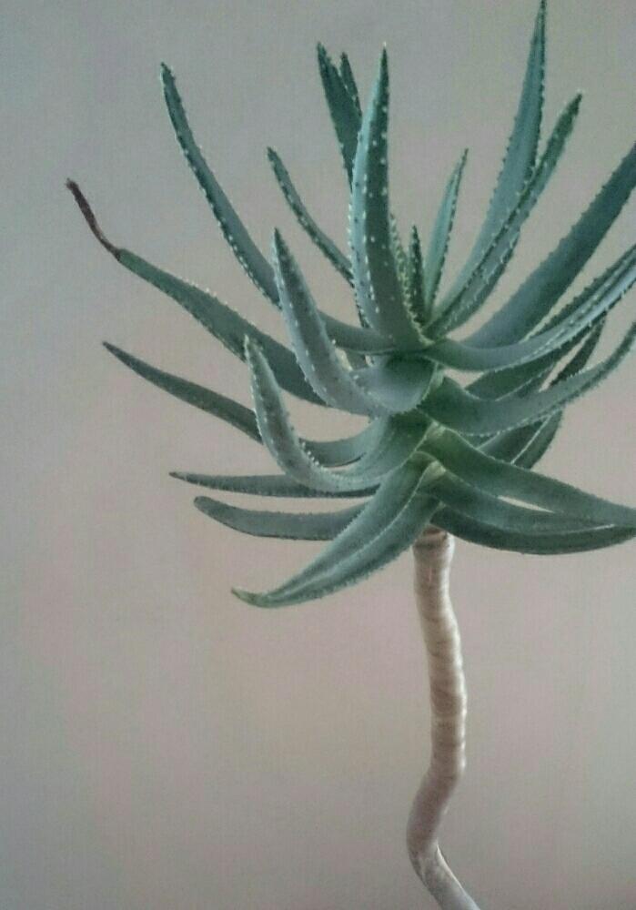 窓辺の画像 by sepia+さん | 窓辺とアロエ ディコトマと100万枚記念!とっておきの植物コンテストと多肉植物とおきにいりとアロエ科と男前とお気に入り