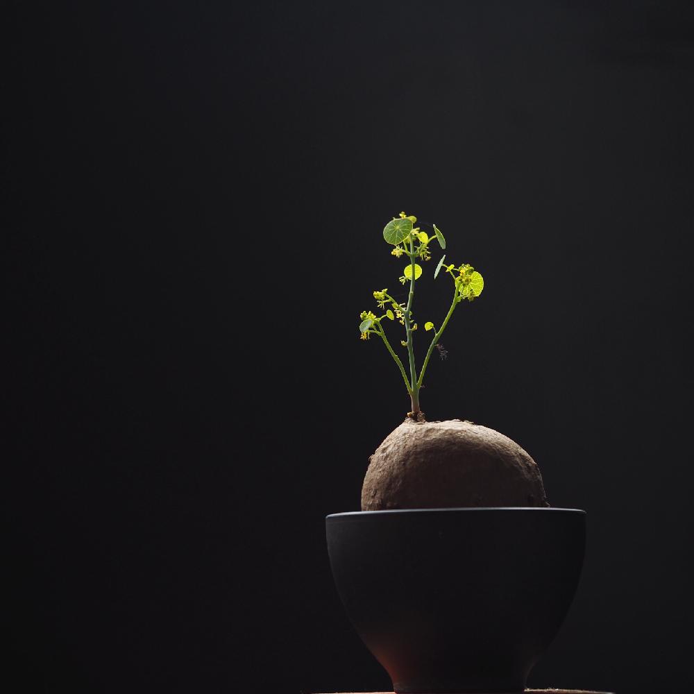 部屋の画像 by Tenさん | 部屋とステファニア・エレクタと多肉植物と植物のある暮らしと多肉植物のある暮らしとCaudexと職場の撮影ポイントと塊根植物とステファニア属と成長記録と100万枚記念!とっておきの植物コンテストとアートなTen写とTen'sコーデックス