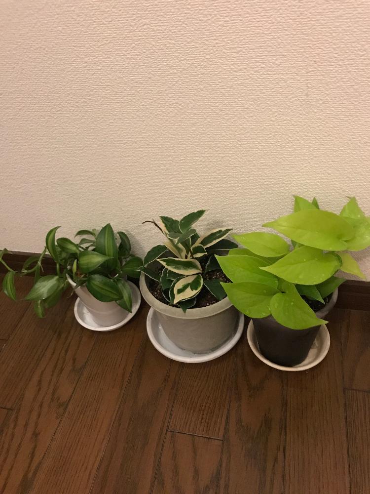 部屋の画像 by kazu134さん | 部屋とポトスライムとバニラとホヤ・カルノーサと観葉植物とポトス♪と植中毒とラン科バニラとホヤ カルノーサと サクラランと植え替え完了。