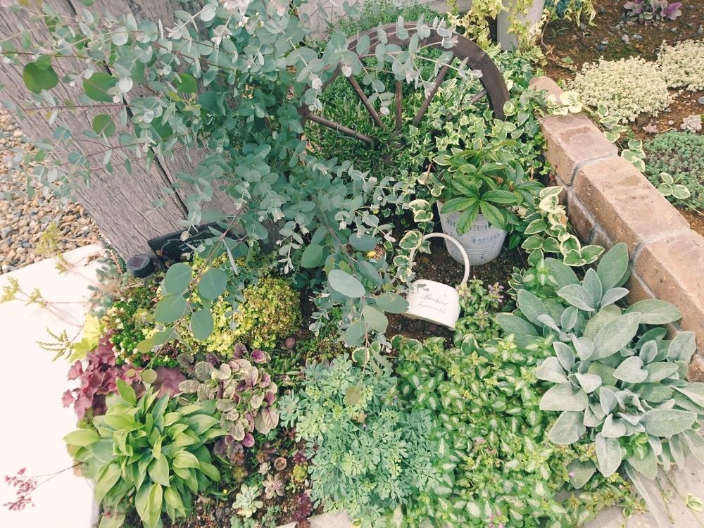 小さな庭の画像 by 4姉妹のママ☆さん | 小さな庭と多肉植物いろいろとヒューケラとツルニチニチソウとクリスマスローズとアジュガ マルチカラーとルーとラミウムとラムズイヤーとギボウシとユーカリグニーとポポラスとルビーネックレスとセダム リトルミッシーと黄金丸葉万年草とみどりのある暮らしといい眺め〜。とわが家の多肉スペースと玄関でお出迎えとワサワサ好き♡とナチュラルスタイルと成長しました‼︎とかわいいな♡と色合いがキレイと癒しのひと時