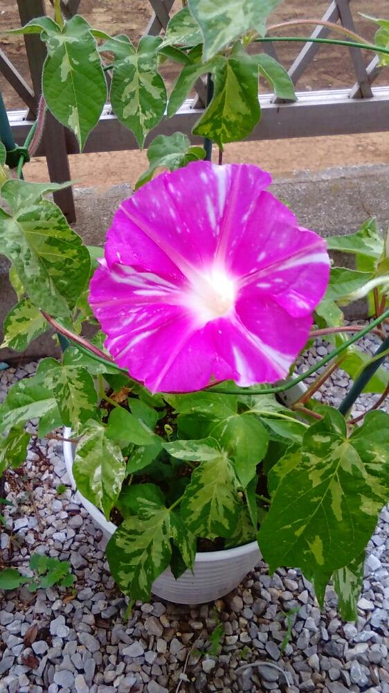 小さな庭の画像 by my gardenさん | 小さな庭と日本朝顔大輪咲きと多摩地域と今日のお花と『朝顔』コンテストと種まきしてみようと花のある暮らしとアサガオ♡