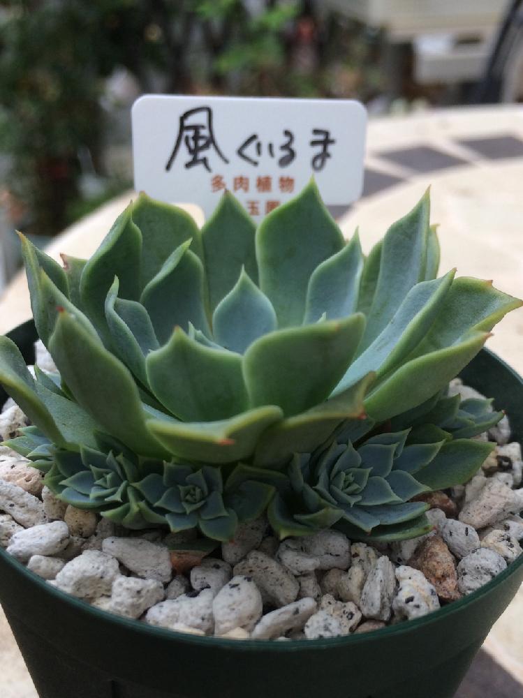 小さな庭の画像 by ルイパピさん | 小さな庭と風ぐるまと多肉植物と植中毒と多肉女子とタニラーとGS茨城タニラーの会♥と錦玉園