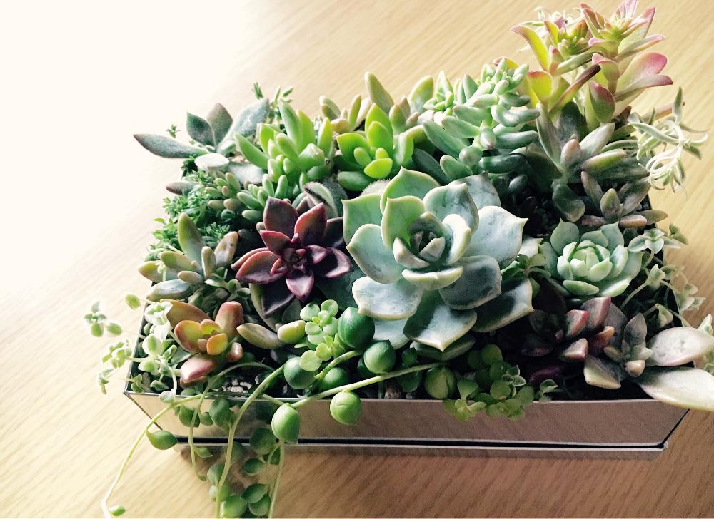 部屋の画像 by ceciliaさん | 部屋と白牡丹と多肉植物と初心者ですと暑さに負けるなと多肉大好きと寄せ植えと梅雨に負けないと大好きとフォルムフェチと遊びたいとかわいいとお勉強中と妄想