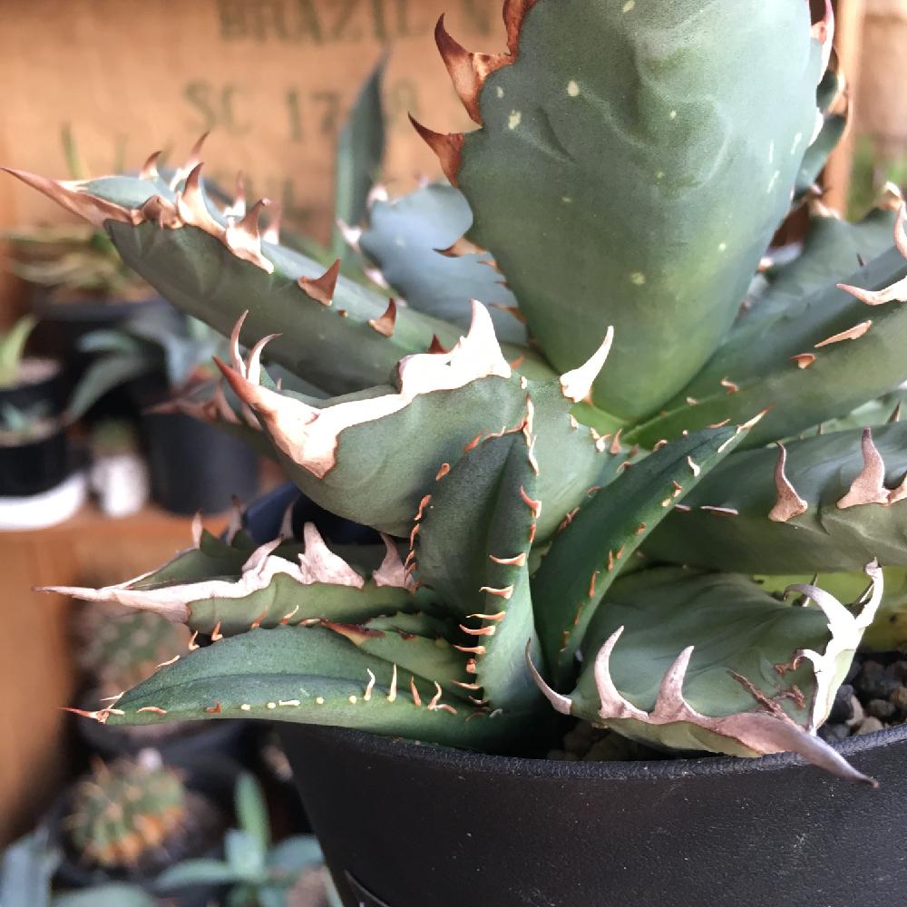 棚の画像 by kisselさん | 棚とアガベ チタノタとアガベチタノータとAgave titanota "No1"と将来に期待とトゲトゲと暑い!とアガベ棚とnice‼︎とアガベ属