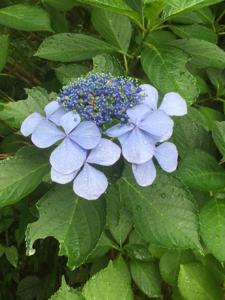 お出かけ先の画像 by しげ爺さん | お出かけ先とガクアジサイと青い花と野山の花木と100いいね!と二上山