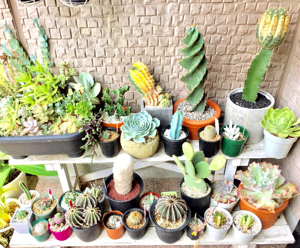 玄関の画像 by たんたんさん | 玄関と多肉植物とサボテン科と観葉植物と植物のある暮らしとボタニカルライフときれいと植中毒と多肉植物とサボテンとタニラーと熱帯植物とかわいいな♡とペクチニフェラサンとコルムナアルバとコピアポアとユーベルマニア属