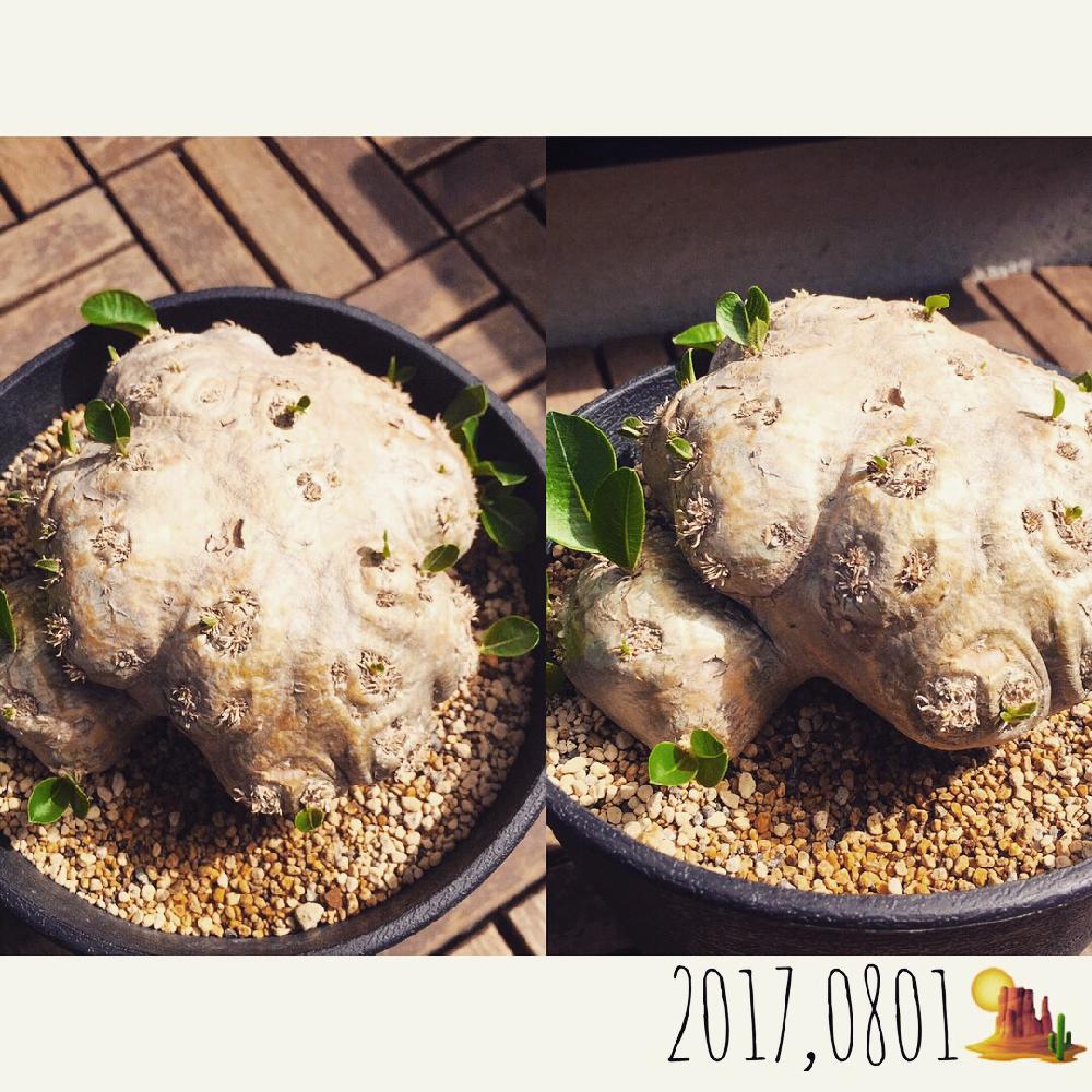 テラスの画像 by T♡さん | テラスと多肉植物と笑顔いっぱい❤️とサボテン科と棘に萌えちゃう♡と観葉植物とありがとう❤️とお気に入り♡とわが家の多肉スペースと梅雨に負けないと棘棘会と植中毒と今日の一枚とフォルムが素敵♡と今日のお花と多肉女子とタニラーと癒しの場所と癒しの元気玉と 恵比寿笑い と花のある暮らしとキモかわが大好き♡とパキポディウムブレビカウレとすくすく育ってね♡