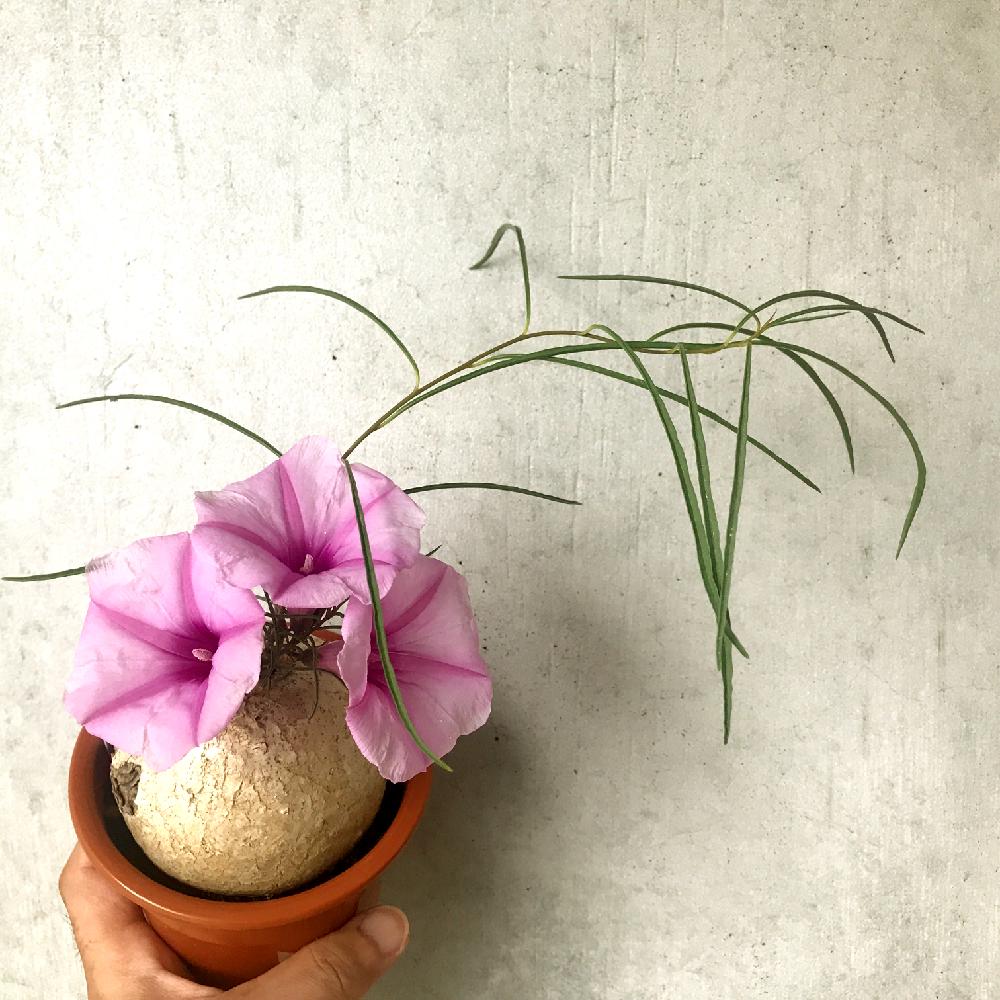 バルコニー/ベランダの画像 by K2さん | バルコニー/ベランダとイポメア ホルビーと開花と植中毒と今日のお花と『朝顔』コンテストと塊根植物と珍奇植物と花のある暮らし