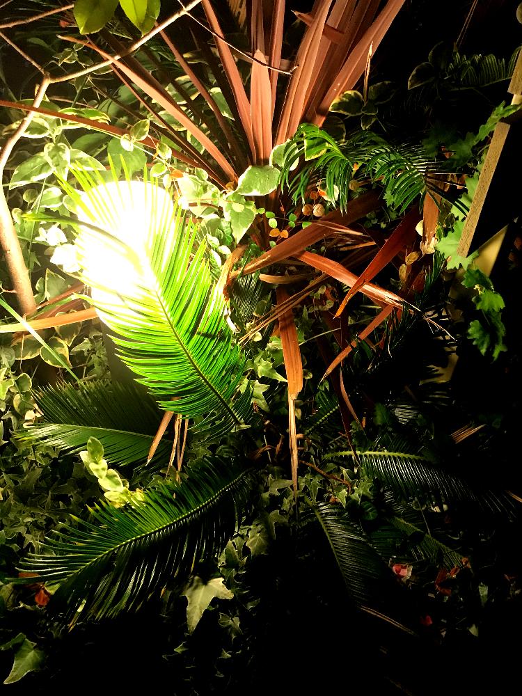 小さな庭の画像 by j&palmさん | 小さな庭と多肉植物と放置と植木と南国と元気!と植中毒と荒れ放題と閲覧注意と趣味とタニラーと鉢植えとビックリと花のある暮らしとお花