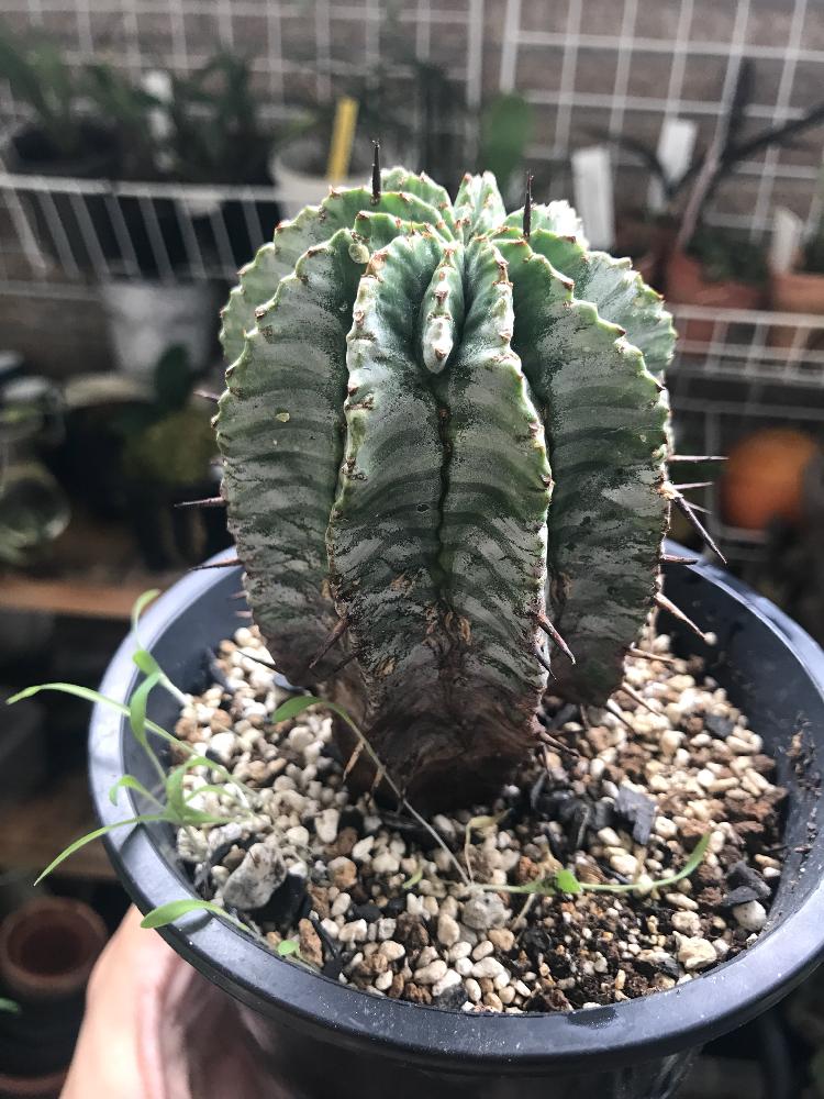 バルコニー/ベランダの画像 by cphzさん | バルコニー/ベランダとユーフォルビア ホリダとEuphorbia horridaとユーフォルビア