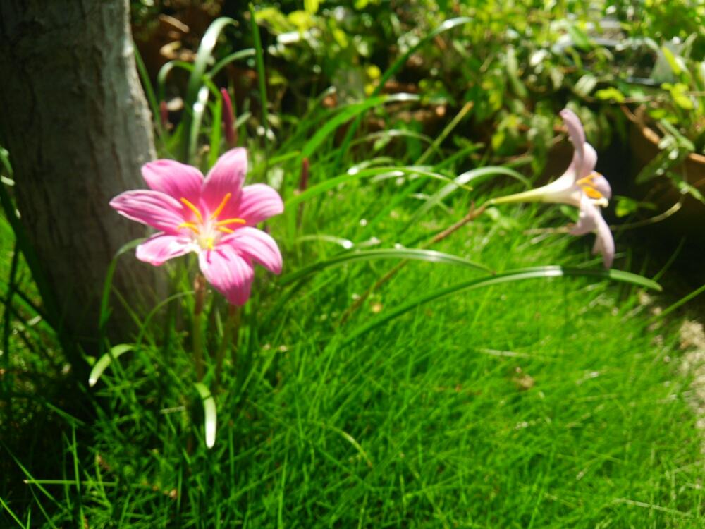 小さな庭の画像 by コッペパンさん | 小さな庭とゼフィランサスと植中毒と花のある暮らしとお花