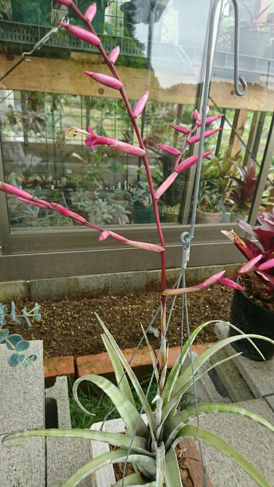 広い庭の画像 by かき揚げさん | 広い庭とチランジア・フレクスオーサとチランジアの花!と多肉植物と植中毒と温室と多肉おばちゃんとエアープランツ/チランジア