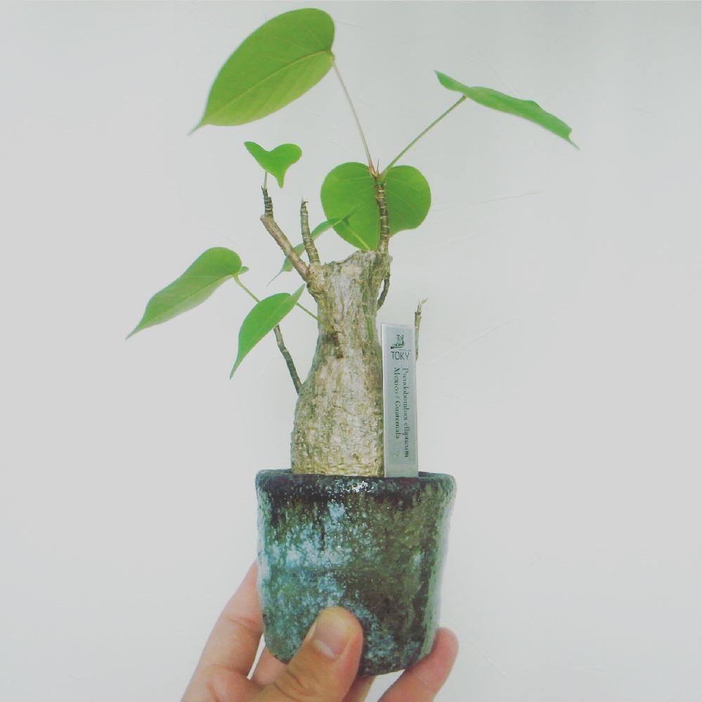 インテリアの画像 by key4zoさん | インテリアとボンバックスと多肉植物とお気に入りの鉢とワンハンドとグリーンのある暮らしとわが家の多肉スペースとプラントラバーとno green no lifeとコーデックスとCaudexと植中毒と塊根植物
