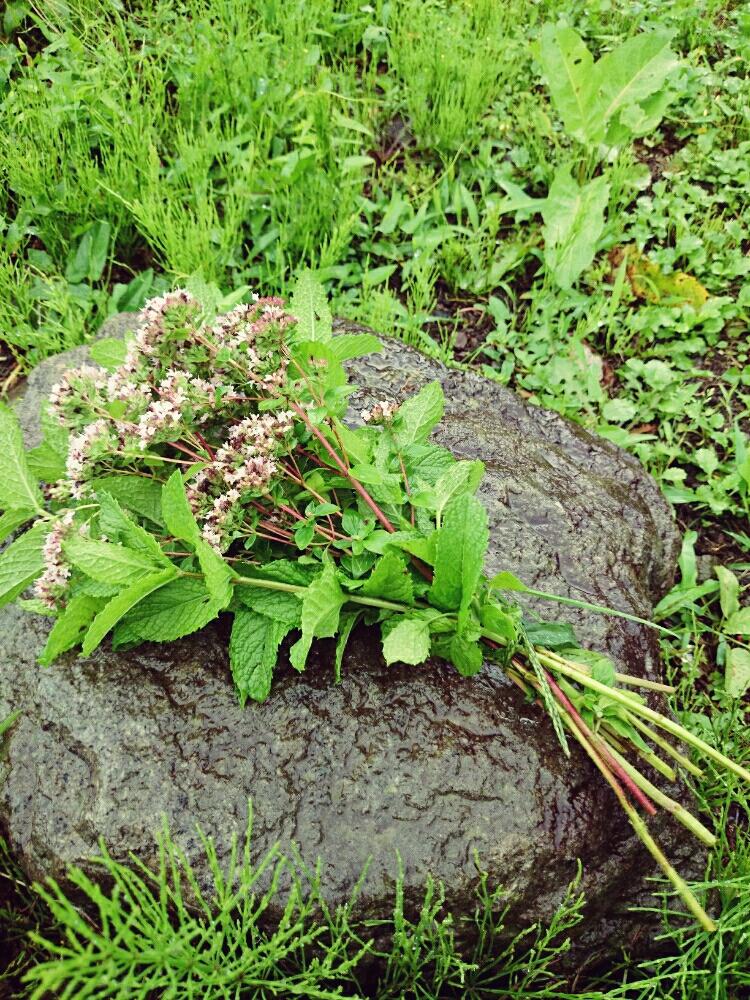 お出かけ先の画像 by ミカさん | お出かけ先と植物と植中毒とハーブといい香りとグリーンと花束