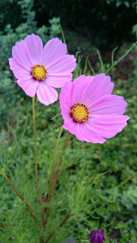 小さな庭の画像 by ゆりちゃんさん | 小さな庭とコスモスとHTCとピンクの花とタネからとペットロスとお外とウチのワンコと寄り添って