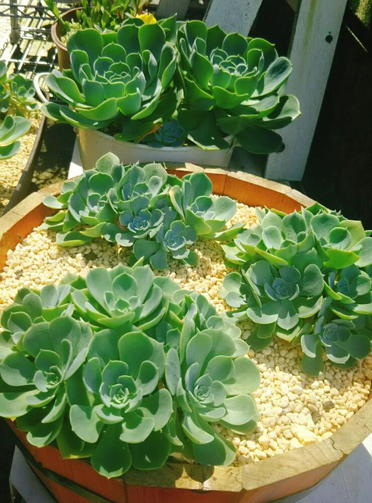 棚の画像 by Little☆Myさん | 棚と七福神と多肉植物と多肉大好きと三重支部と三重県とエケベリア属と多肉女子とタニラー