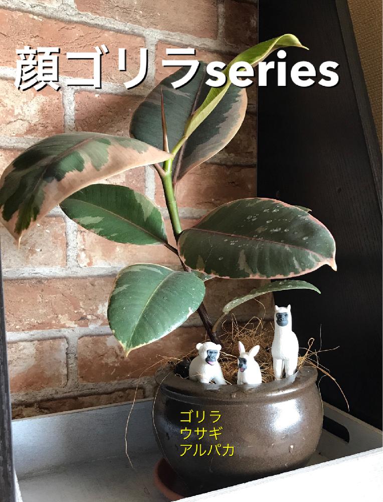 棚の画像 by Bell(*ΦﻌΦ)ฅさん | 棚と名前を教えて!とはっぱを楽しむと100均と植中毒と顔ゴリラとおおきくなあれと曲げ木