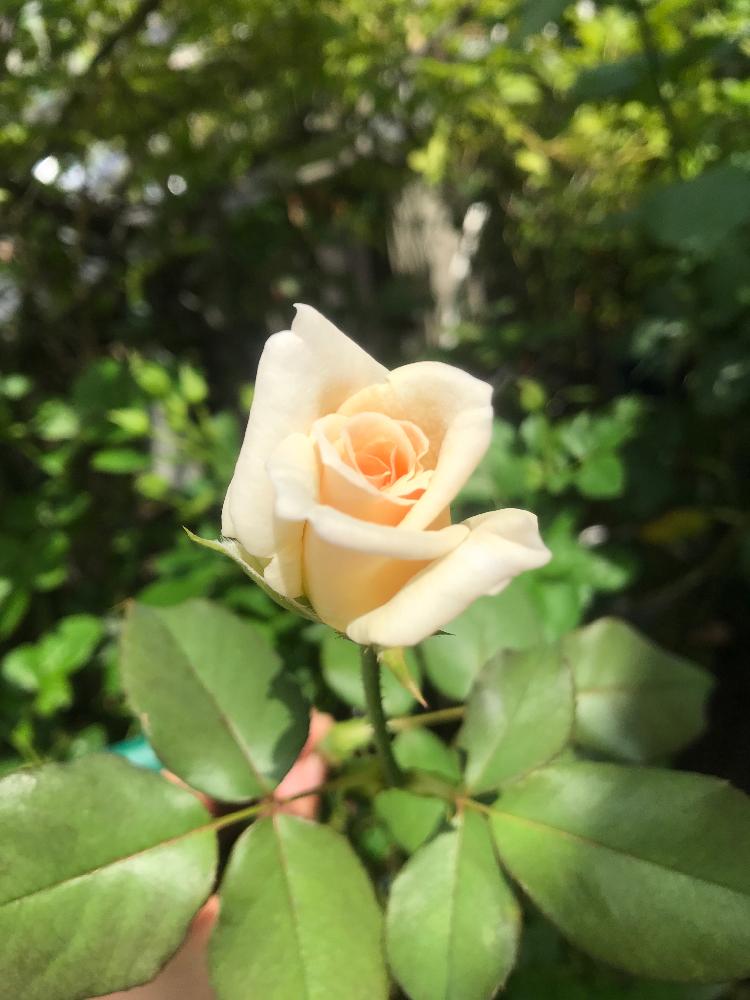 バルコニー/ベランダの画像 by デジコタさん | バルコニー/ベランダとフレンチレースと薔薇に魅せられてと今日の一枚といい香りと可愛いと花のある暮らしとバラ・ミニバラとロザリアンとバラを楽しむと咲いた!