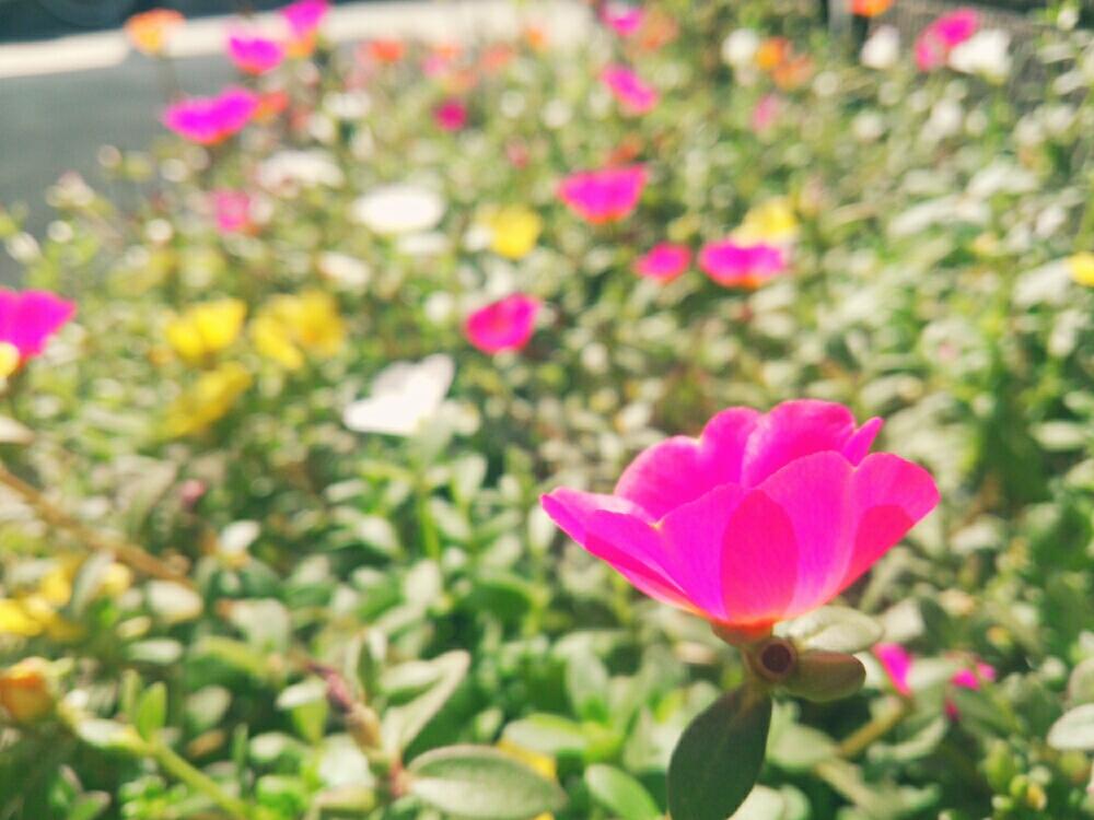 小さな庭の画像 by コッペパンさん | 小さな庭とポーチュラカと植中毒とお花