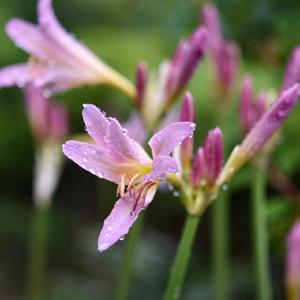 小さな庭の画像 by 銀月さん | 小さな庭とリコリスとナツズイセンと夏水仙と庭の花と植中毒と花のある暮らしと花撮り人と咲いた!