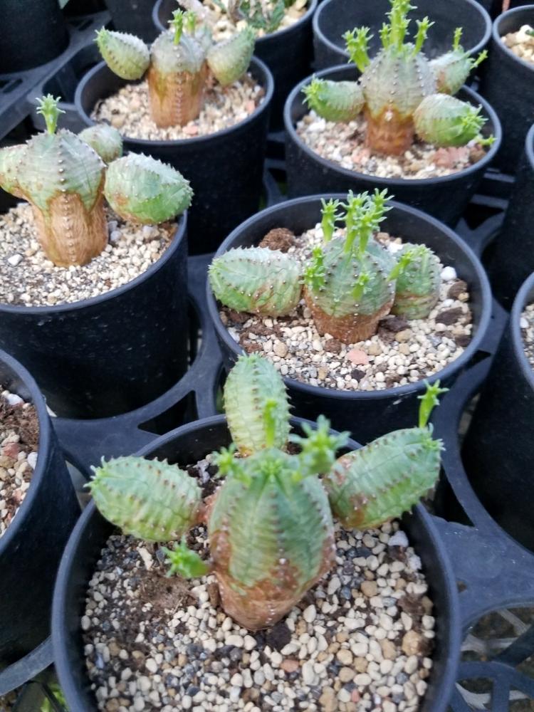 畑の画像 by ボタニカル市場さん | 畑と多肉植物と珍奇植物と観葉植物