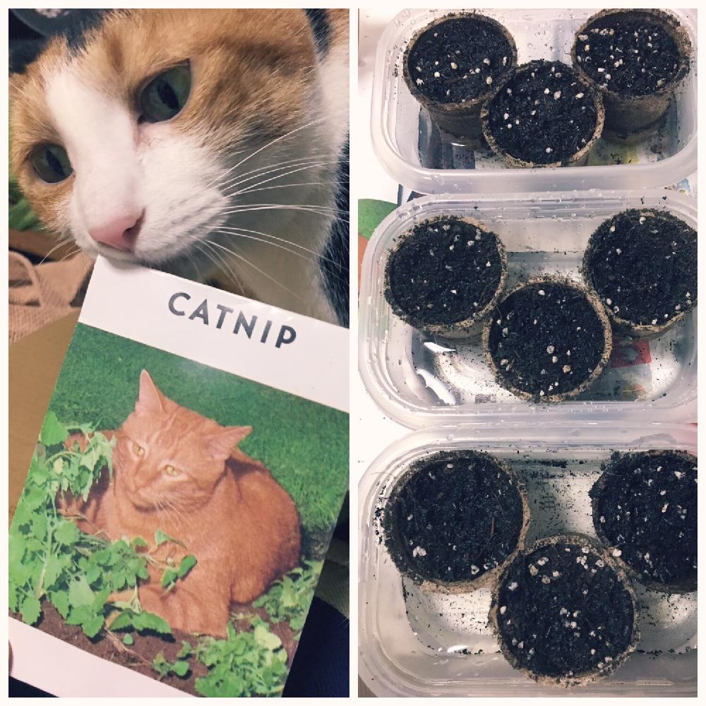 バルコニー/ベランダの画像 by サボりんさん | バルコニー/ベランダとキャットニップと植中毒とハーブと種まきとネコとネコのいる暮らし