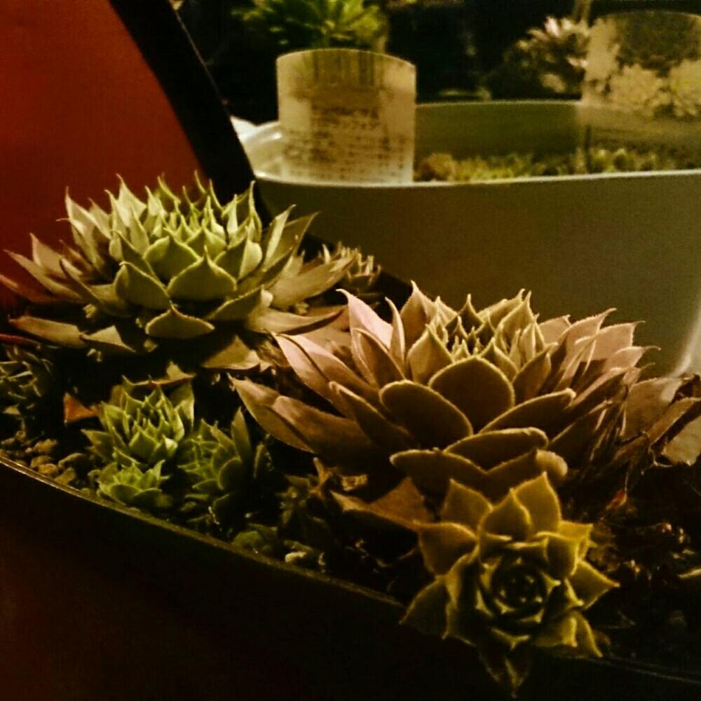 バルコニー/ベランダの画像 by kakinumaさん | バルコニー/ベランダと多肉植物と豪華と梅雨に負けないとセンペルビウム属と植中毒と綺麗とタニラーとセンペルビブムと花のある暮らしとかわいいな♡とアウトドアリビングとやっぱり花が好き♡とバルコニスト