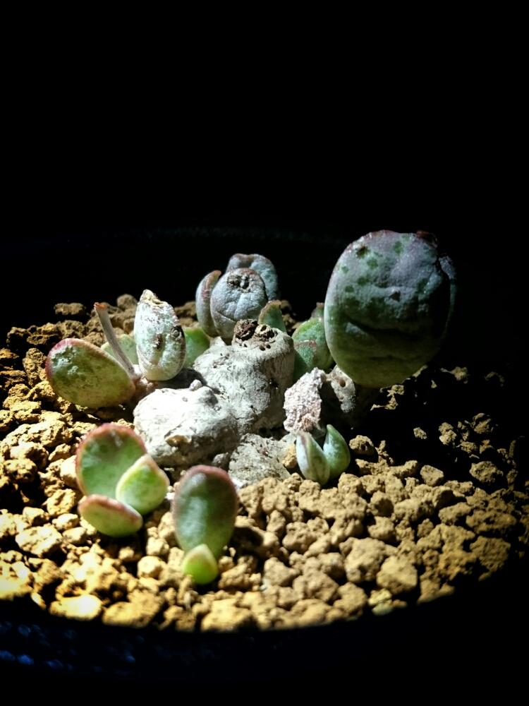 バルコニー/ベランダの画像 by Hataさん | バルコニー/ベランダとAdromischus schuldtianus ssp. juttaeと多肉植物とsucculent