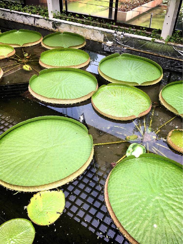 お出かけ先の画像 by smiling❁︎faceさん | お出かけ先とオオオニバスと緑色?黄緑?と福岡市植物園と世界最大と水生植物とオオオニバス✨と思わず写メと大きいと写真を撮るの大好きと浮葉植物