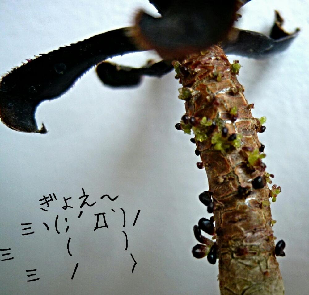 バルコニー/ベランダの画像 by Nanaさん | バルコニー/ベランダと黒法師と多肉植物とHTCと大好きな多肉ちゃんとチビッ子倶楽部とHTC会長と今日の一枚とオマエどーした❢とアオエニウムと閲覧注意だよっ❢とハゲからの復活〜苦悩の日々