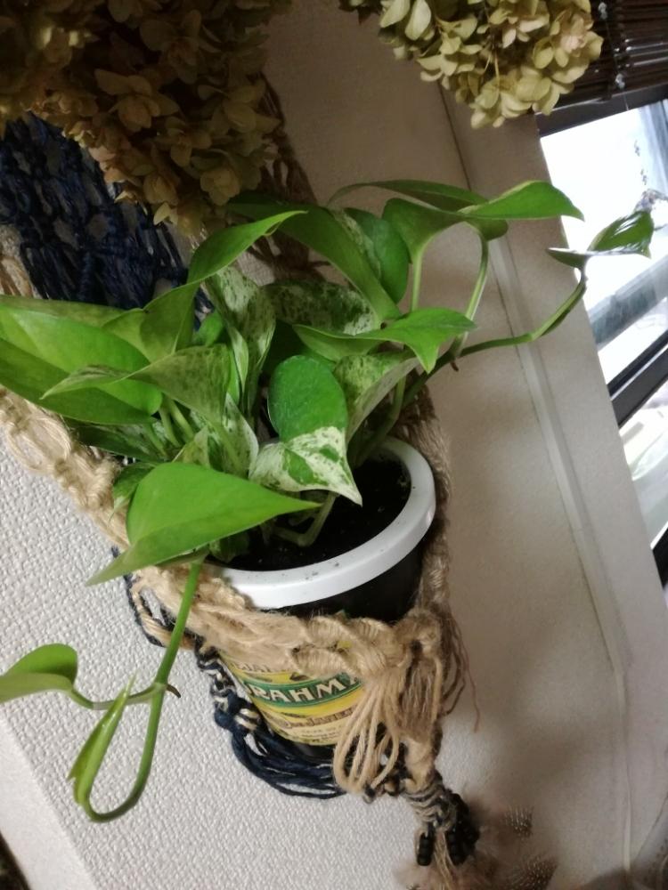 部屋の画像 by ✳nao-ryf♥✳さん | 部屋とポトスと手作りとズボラな母とちっちゃい庭と植中毒と買ってしまったとさりげなく…♥と癒されます♥と花のある暮らしとかわいいと手作りプラハンと放置の庭とお気に入り♪とまた雨か…とDYI鉢カバー