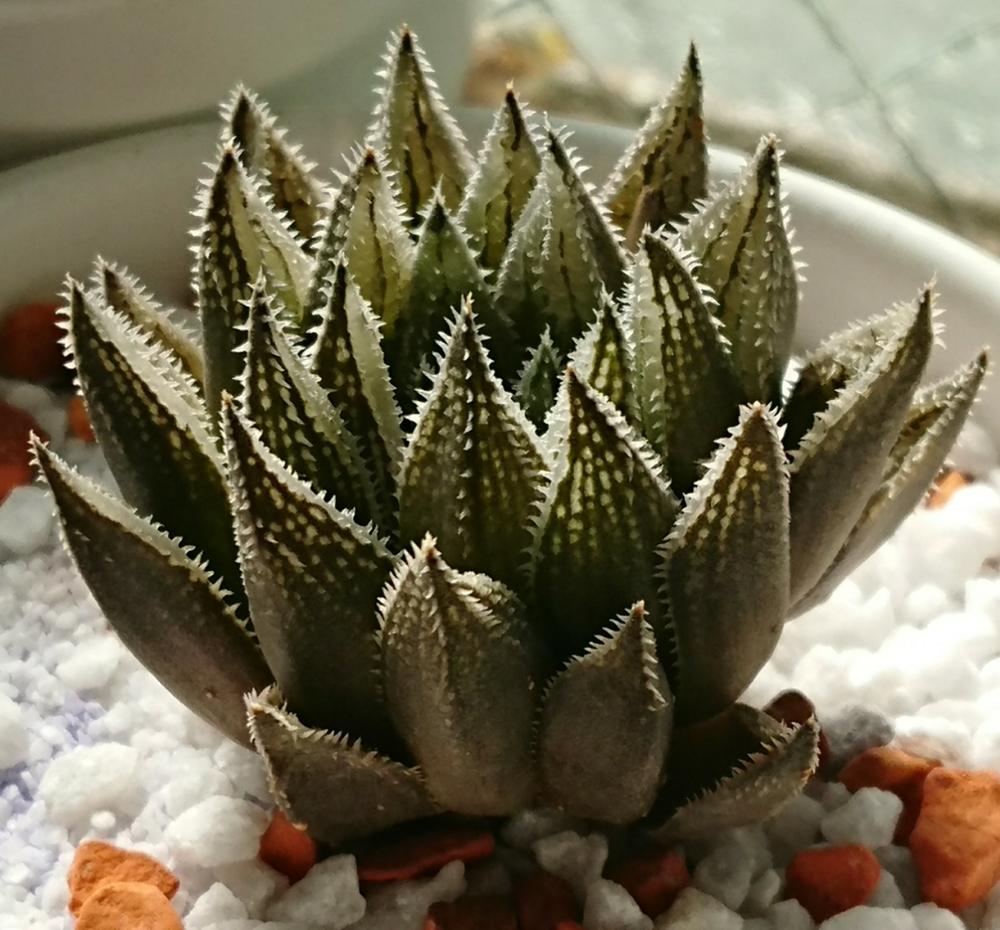 窓辺の画像 by れいとにーさん | 窓辺と多肉植物とハオルチア属とHaworthia:ハオルチア/ハオルシアと植中毒とハオルシア属 とハオルチア 硬葉系とタニラーとシュガーキャンディ